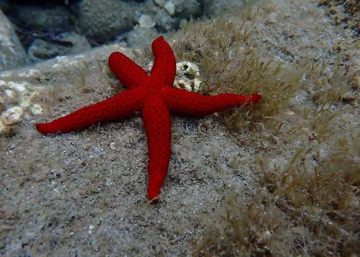 Vittoria With Large Private Heated Swimming Pool Complete With Jacuzzi For Exclusive Use , Sea And View, 150 Meters From The Beach, Pool Surface 60 Mq , 645 Sq Ft, Pool Depth 140 Cm ,55 Inches, Parking And Wifi Free